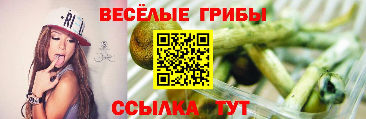 Псилоцибиновые грибы мицелий Дмитров